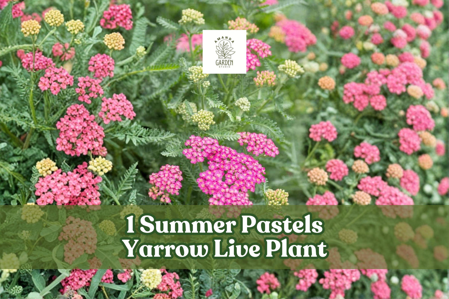 Live Yarrow Plant Starter - Summer Pastels Perennial Flower - Achillea Millefolium - Pollinator Friendly - Drought Tolerant