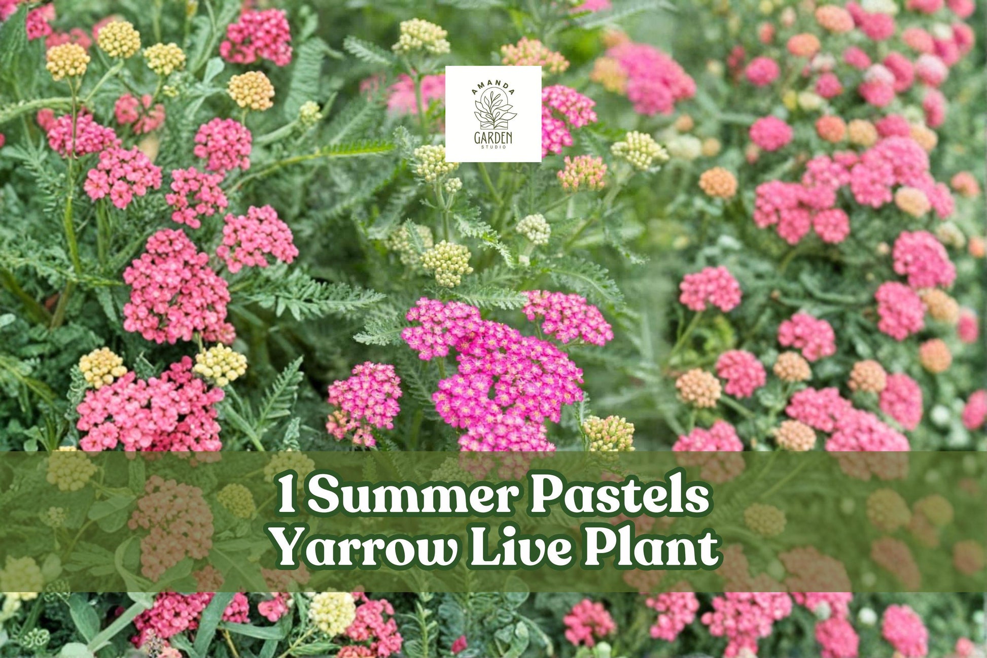 Live Yarrow Plant Starter - Summer Pastels Perennial Flower - Achillea Millefolium - Pollinator Friendly - Drought Tolerant