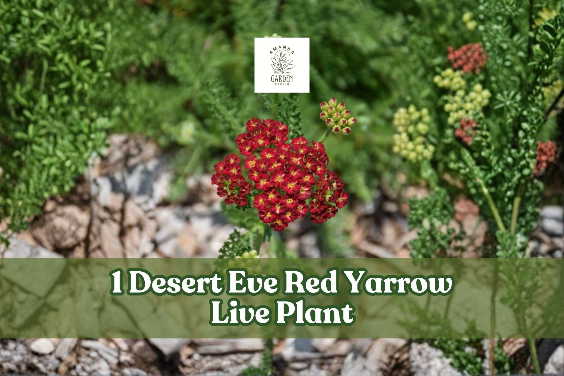 Desert Eve Red Yarrow Starter Plant - Achillea Millefolium - Hardy Perennial Flower for Pollinator Gardens and Sunny Borders