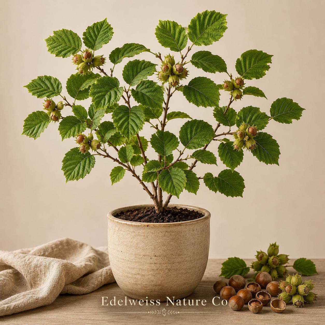 American Hazelnut Trees Bare Root (5-Pack) | Corylus americana Edible Nut Shrubs for Wildlife Gardens | Non-GMO Starter Plants