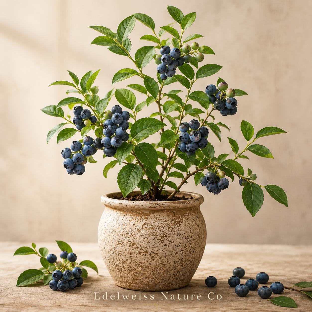 Sweet Crisp Blueberry Starter Plugs - 3 Bare Root Plants - Vaccinium corymbosum - Heirloom Edible Berry for Home Garden