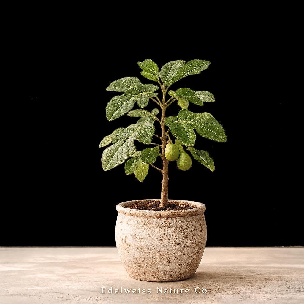 Kadota Fig Tree Starter Plant - Heirloom Non-GMO Ficus carica - Live Roots for Home Garden - Greenish-Yellow Fruit
