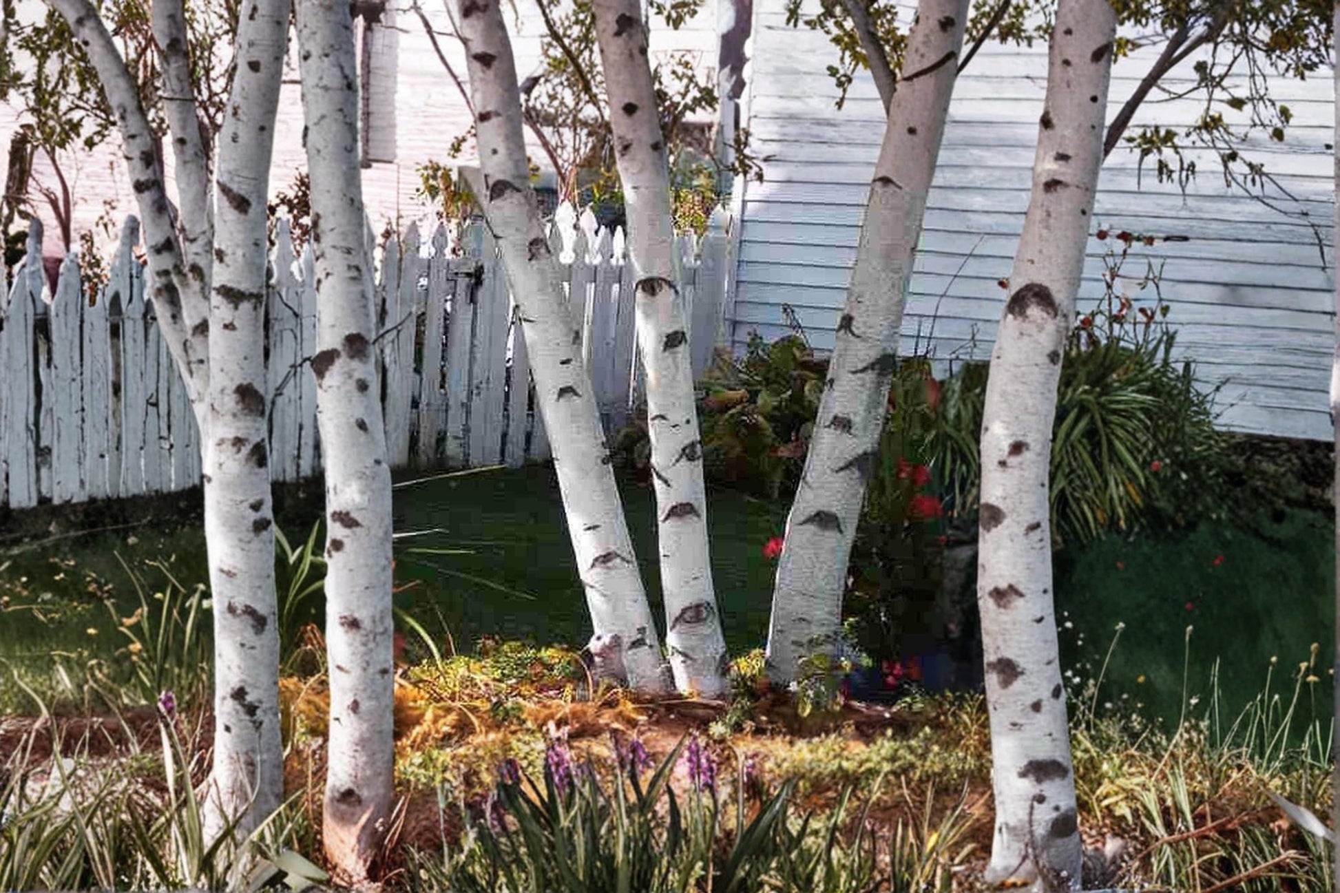 White Paper Birch Seedlings - Betula papyrifera Live Trees - Ornamental Deciduous Tree with Distinctive White Bark