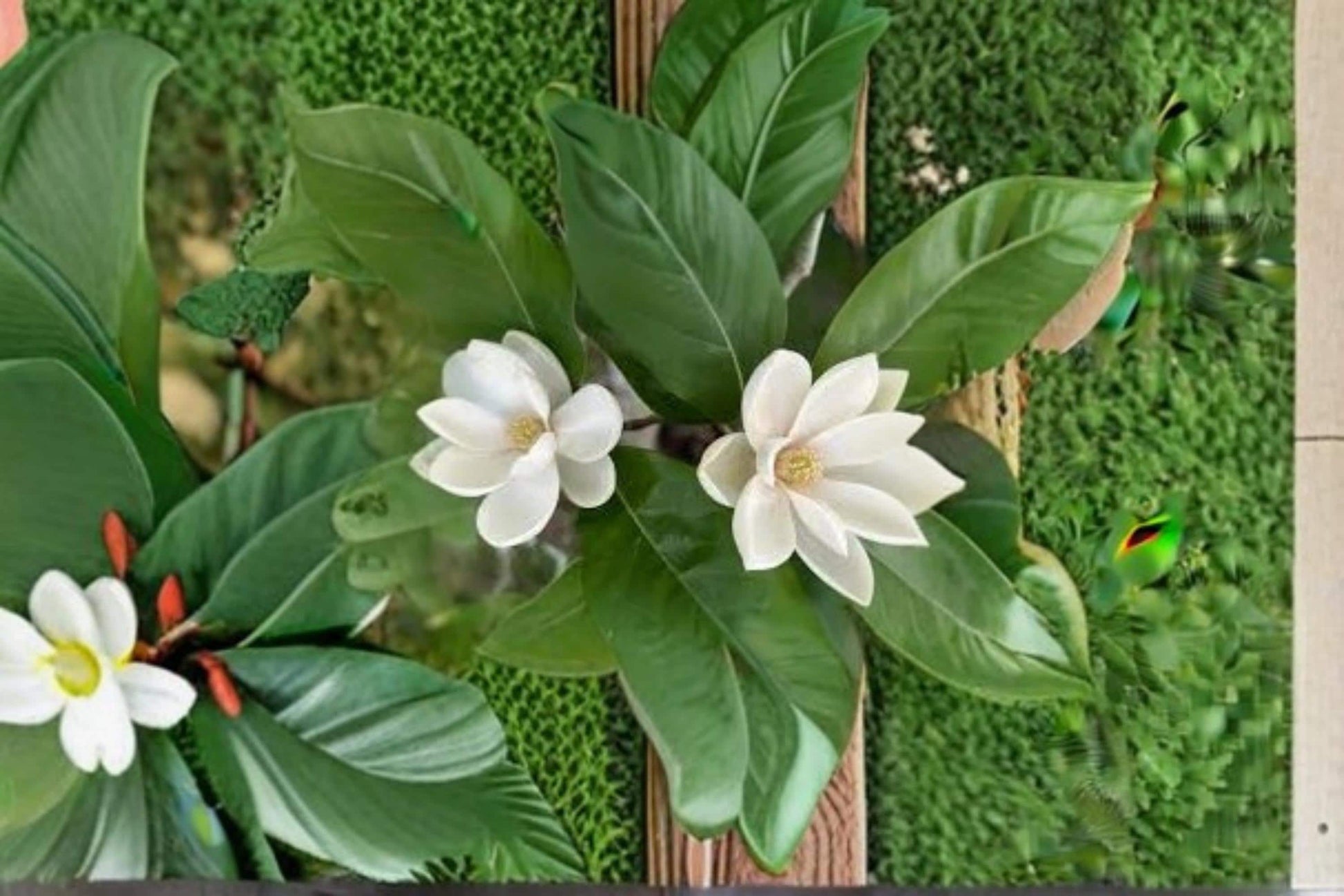 Sweetbay Magnolia Seeds - 30 Pack, Fragrant Creamy White Flowers, Ornamental Tree, Magnolia virginiana