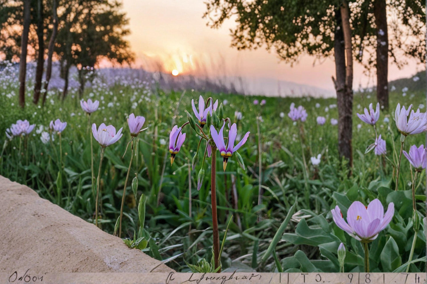 Midland Shooting Star Seeds – 50 Dodecatheon meadia Wildflower Seeds, Native Perennial Prairie Flower, Pink to Lavender Blooms