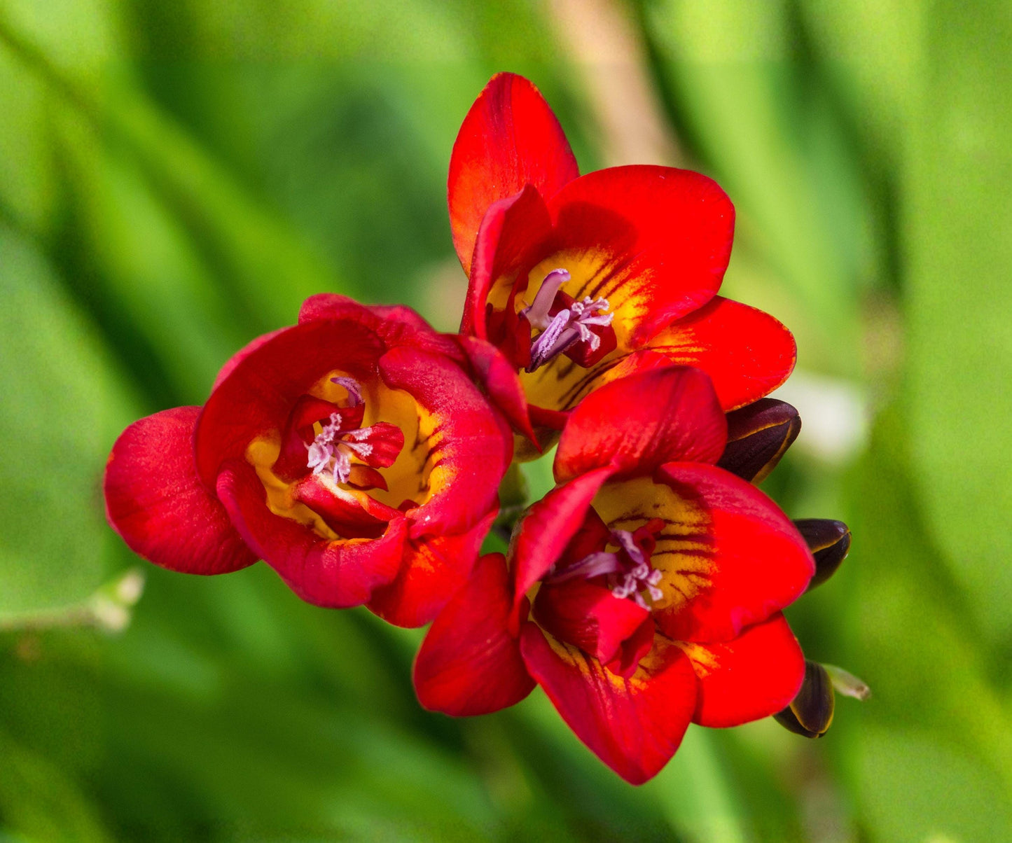 Freesia Bulbs 15 Count Double Bicolor Red Yellow Fragrant Flowers Freesia hybrids - Perfect for Containers & Gardens