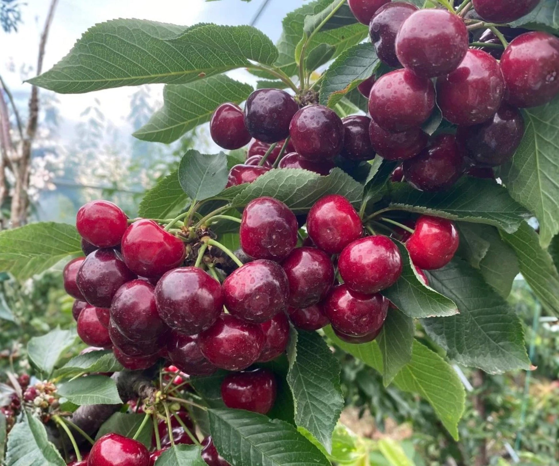 Dwarf Cherry Tree Seedlings - Self Pollinating Fruit Plants for Containers - Prunus avium - Easy Care Edible Garden Starter