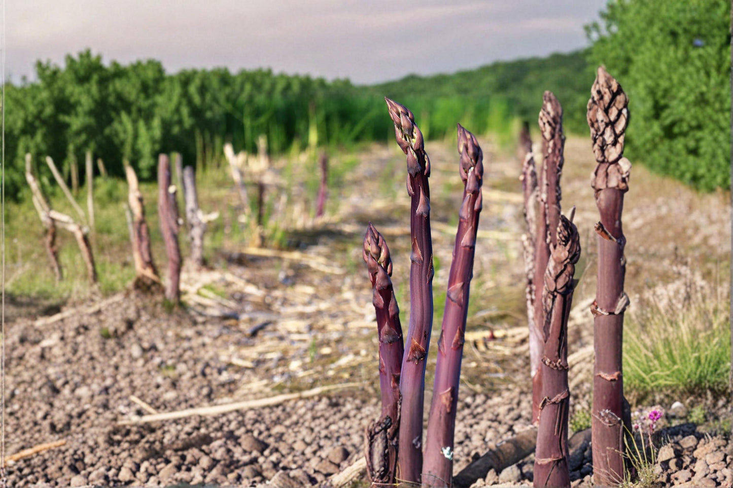 Purple Passion Asparagus Plants - 2 Bare Root Crowns - Edible Vegetable - Asparagus officinalis - Perennial Garden Crop
