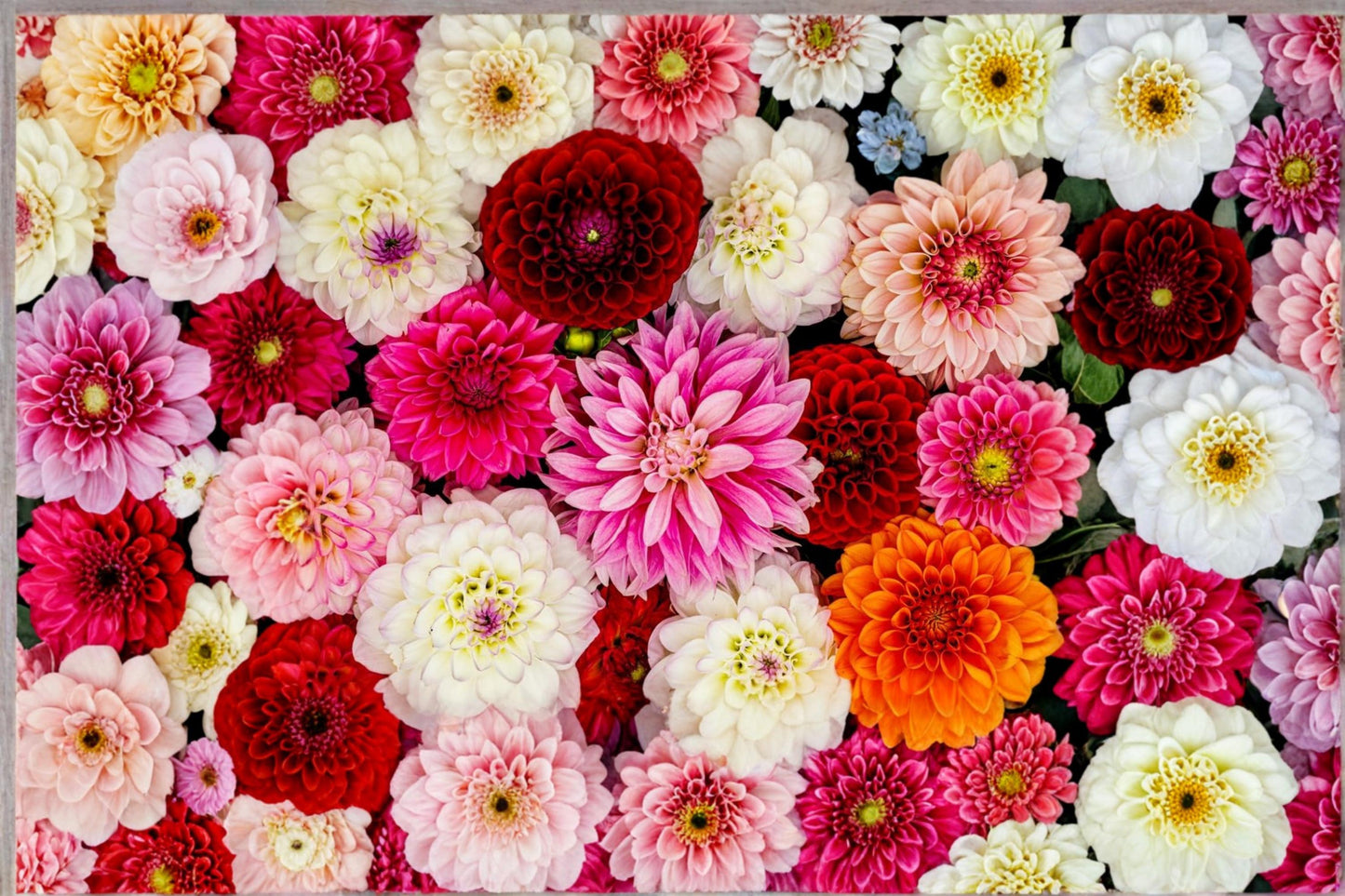Mixed Dahlia Tuber - Colorful Flowering Plant - Dahlia pinnata - Bold Ornamental Blooms for Garden Beds & Containers