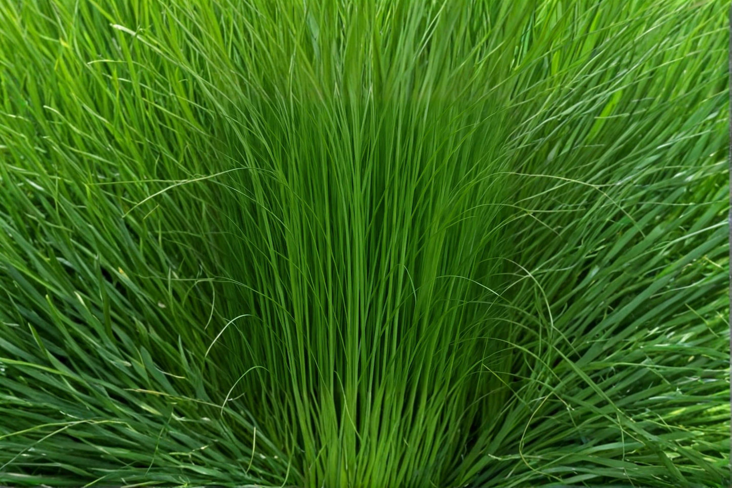 Elephant Grass Seed - 1 Pennisetum purpureum - Fast-Growing Ornamental Grass for Privacy Screening and Landscaping