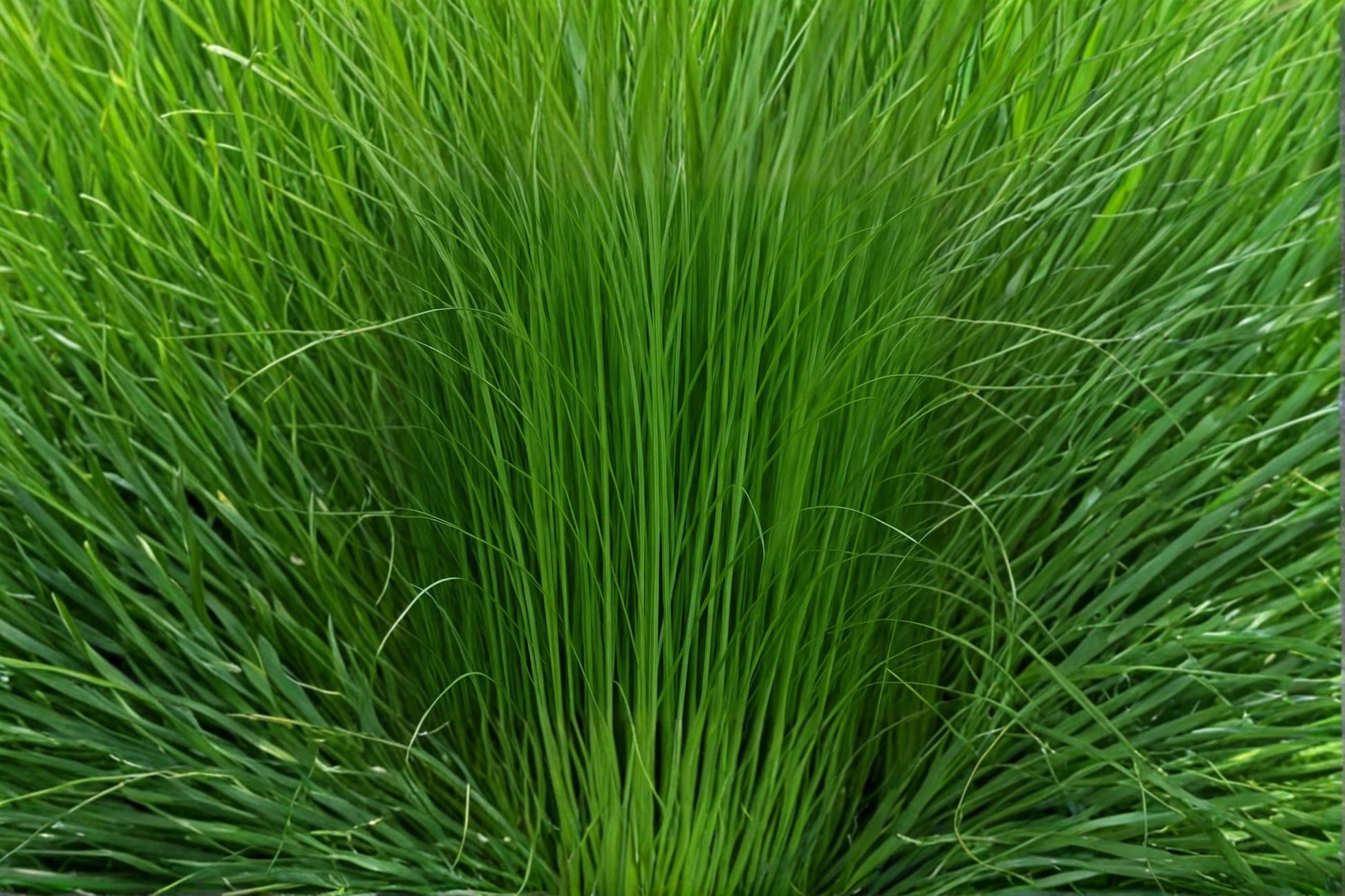 Elephant Grass Seed - 1 Pennisetum purpureum - Fast-Growing Ornamental Grass for Privacy Screening and Landscaping