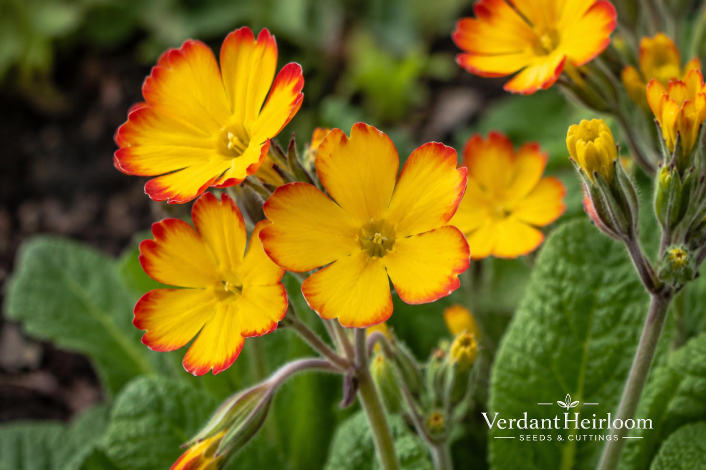 Oakleaf Yellow Picotee Primrose Bare Root Plant - Primula vulgaris 'Oakleaf Yellow Picotee' - Yellow Flowers, Red Edges