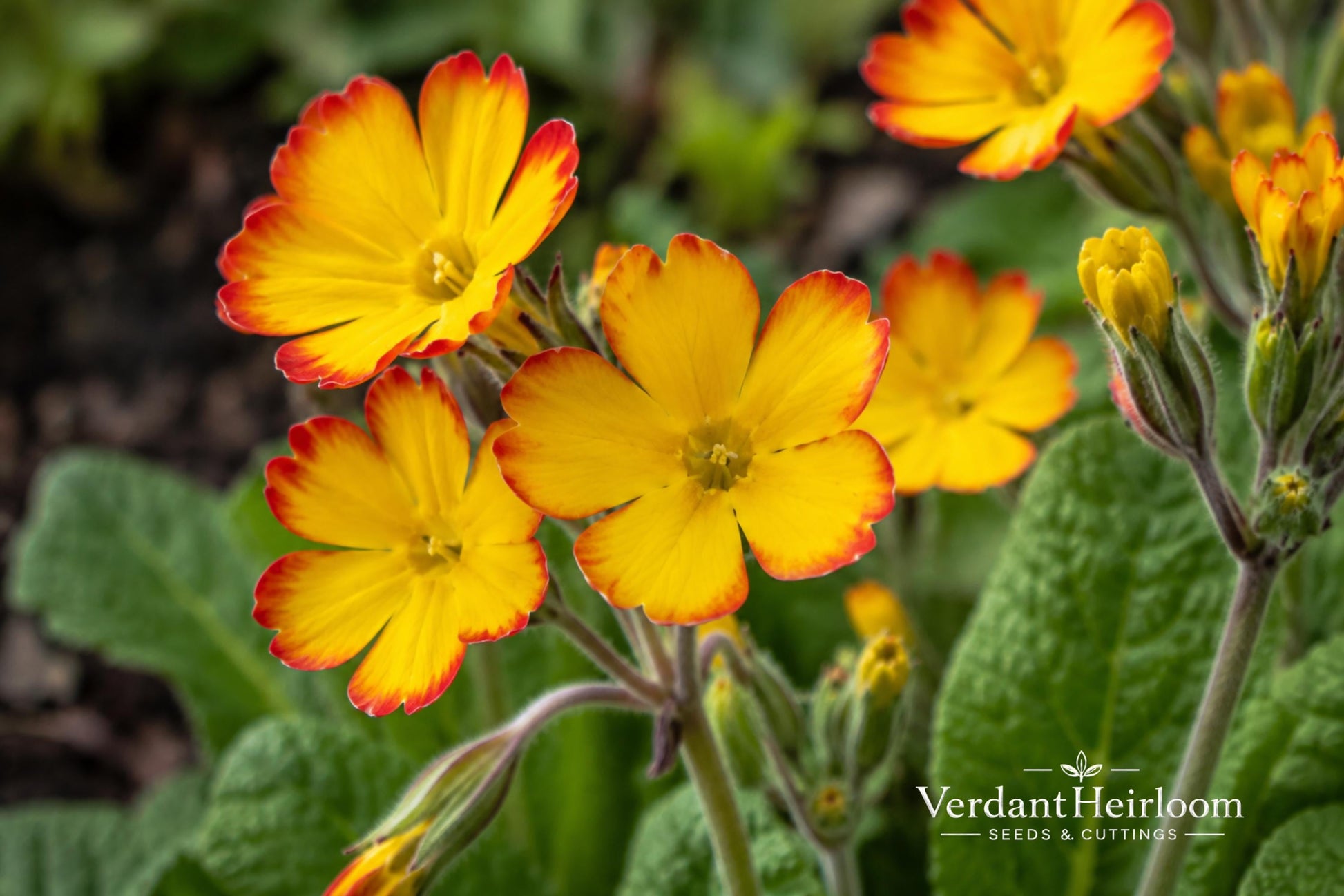 Oakleaf Yellow Picotee Primrose Bare Root Plant - Primula vulgaris 'Oakleaf Yellow Picotee' - Yellow Flowers, Red Edges
