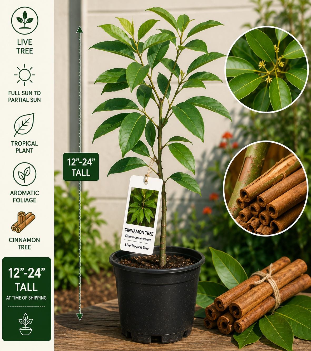 Cinnamon Live Tree 12-24 Inches - Cinnamomum verum - Fast Growing Indoor Plant for Home Garden