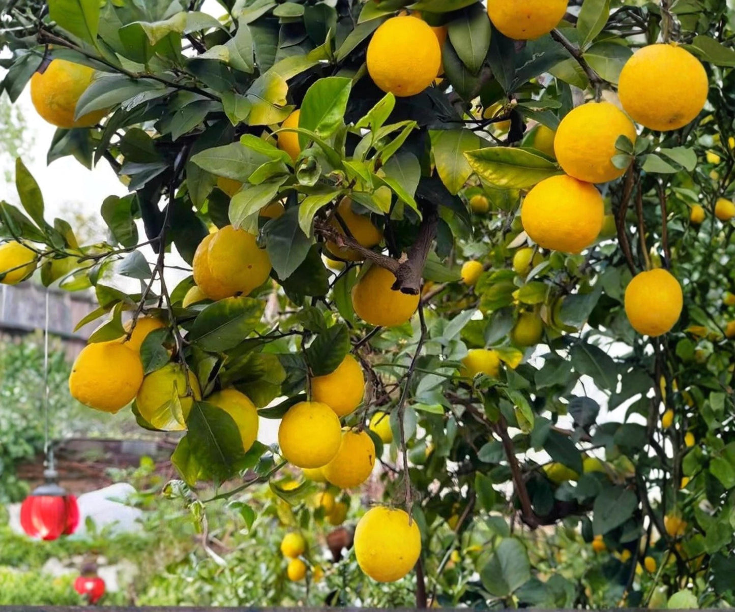 Cold Hardy Lemon Tree Seedlings - Fast Fruiting Citrus Plant for Patio Garden - Citrus limon - Easy Care, Compact Growth