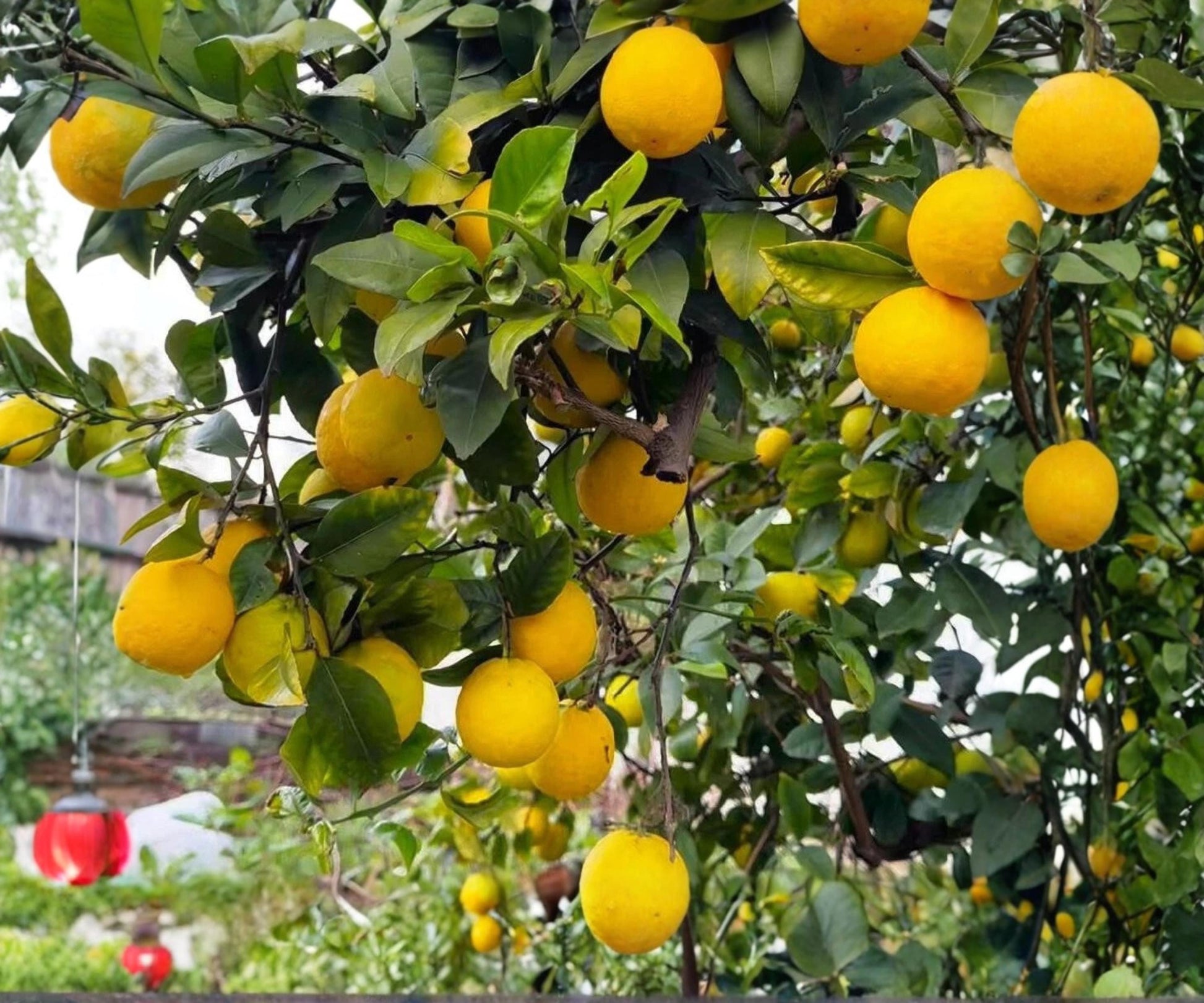 Cold Hardy Lemon Tree Seedlings - Fast Fruiting Citrus Plant for Patio Garden - Citrus limon - Easy Care, Compact Growth