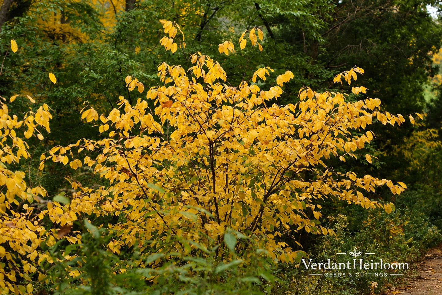 Spicebush Bare Root Plant - Lindera benzoin - Fragrant Shrub with Yellow Flowers - Native Deciduous Plant for Gardens