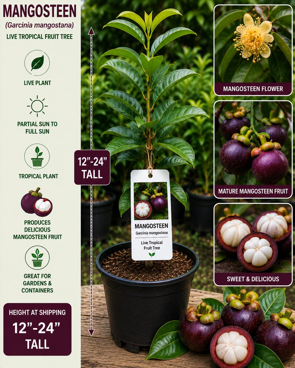 Mangosteen Live Fruit Tree 12-24 inches - Garcinia mangostana - Tropical Fruit Plant for Home Garden