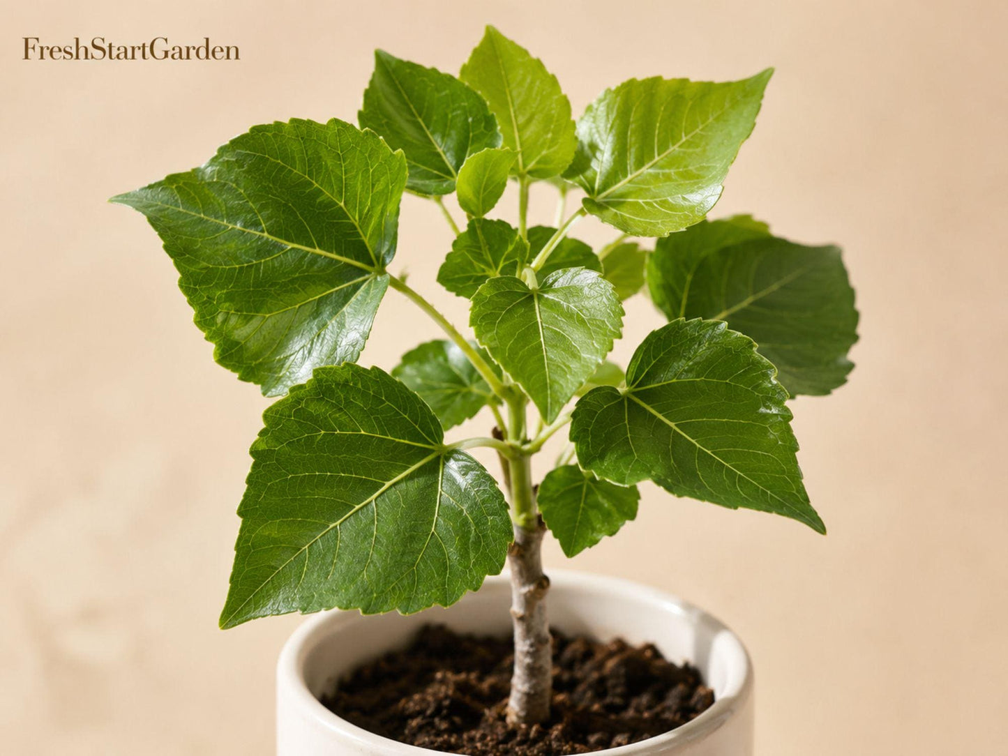 Cottonwood Tree Seedlings for Planting - Populus deltoides - Fast-Growing Deciduous Shade Tree for Large Yards and Landscapes