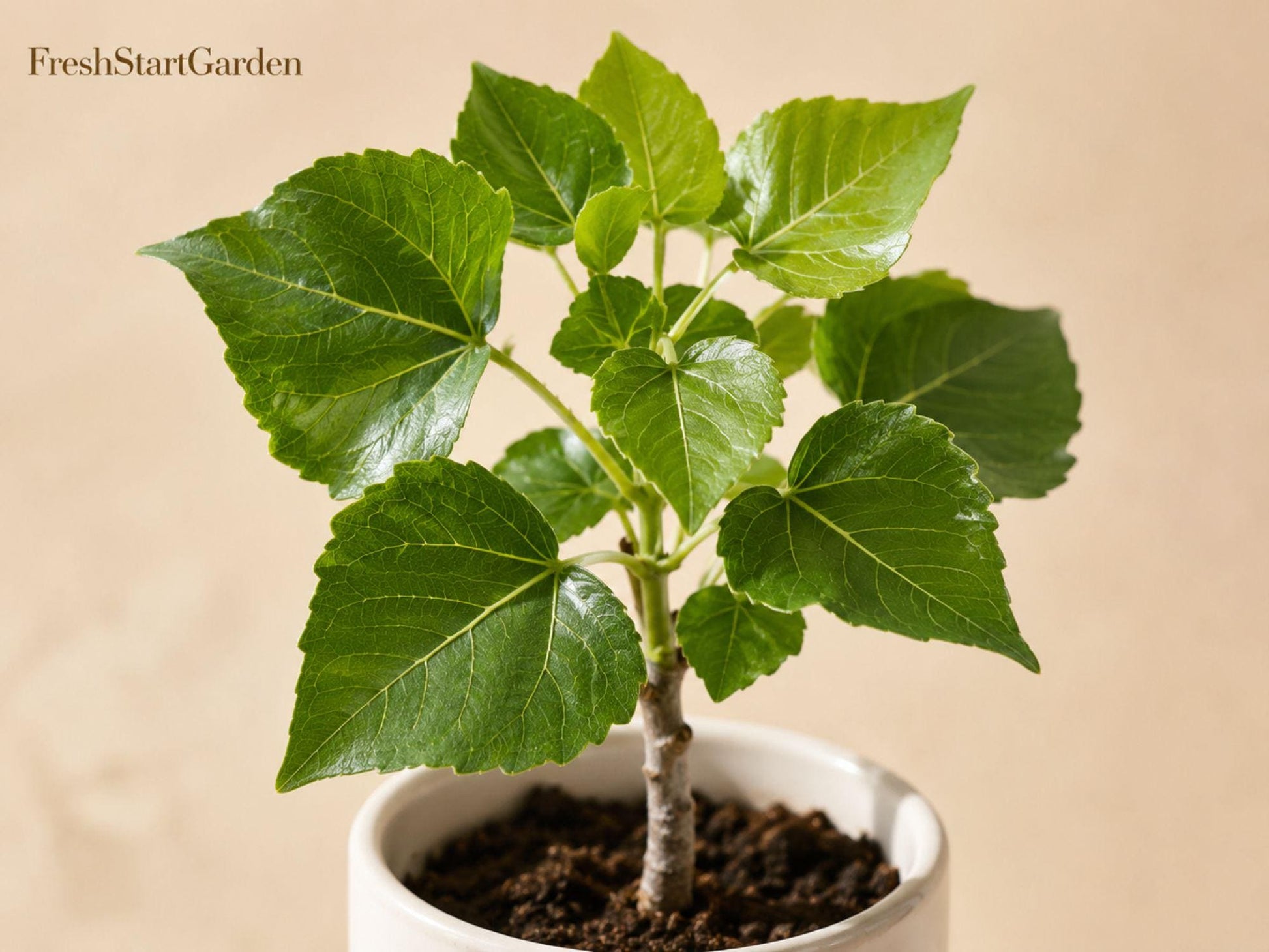 Cottonwood Tree Seedlings for Planting - Populus deltoides - Fast-Growing Deciduous Shade Tree for Large Yards and Landscapes