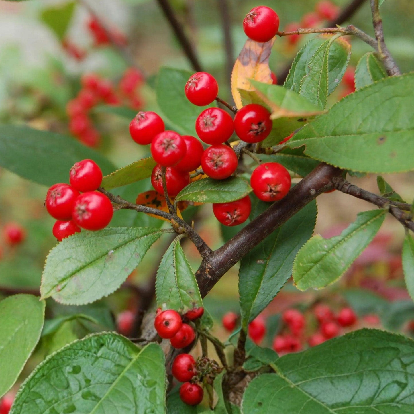 Live Red Chokeberry Shrubs - 2 Potted Plants, White Flowers, Red-Orange Foliage, Wildlife Berries - Aronia arbutifolia