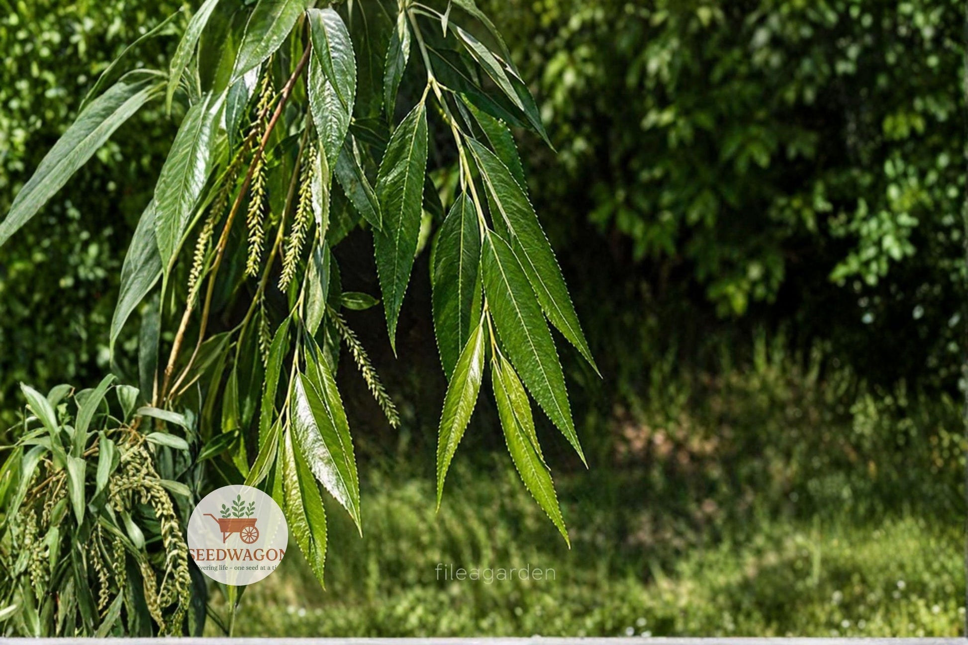 2 Unrooted Black Willow Cuttings - Salix nigra - Fresh Propagation Cuttings for Fast-Growing Shade Trees and Wildlife Gardens