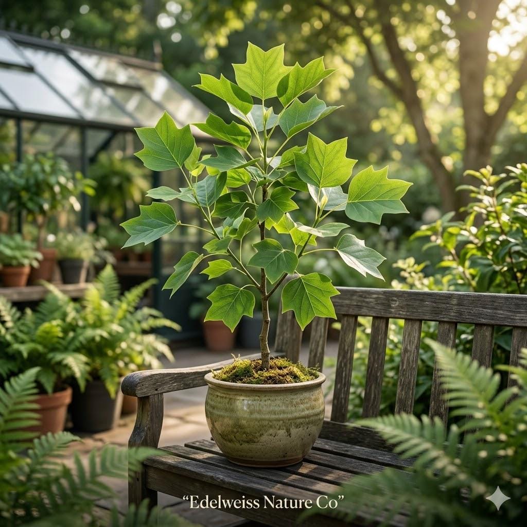 3 Tulip Poplar Tree Seedlings | 12-24" Bare Root | Fast Growing Shade Tree | Liriodendron tulipifera
