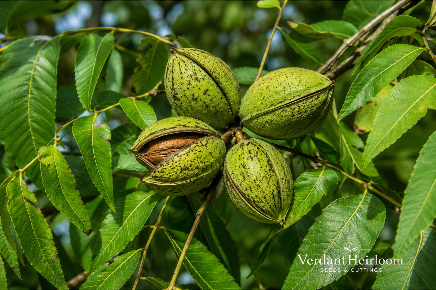Pecan Trees - 2 Bare Root Plants - Carya illinoinensis - 12+ Inches Tall - Fast-Growing Nut Tree for Full Sun Garden