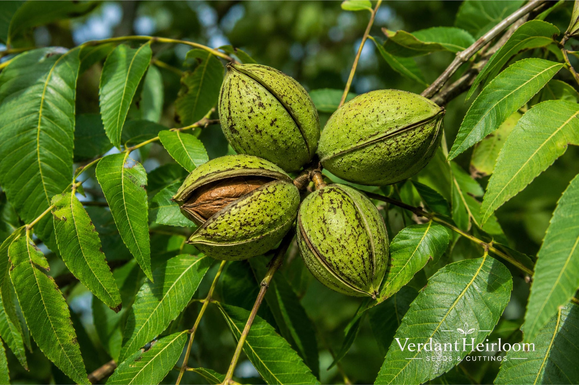 Pecan Trees - 2 Bare Root Plants - Carya illinoinensis - 12+ Inches Tall - Fast-Growing Nut Tree for Full Sun Garden