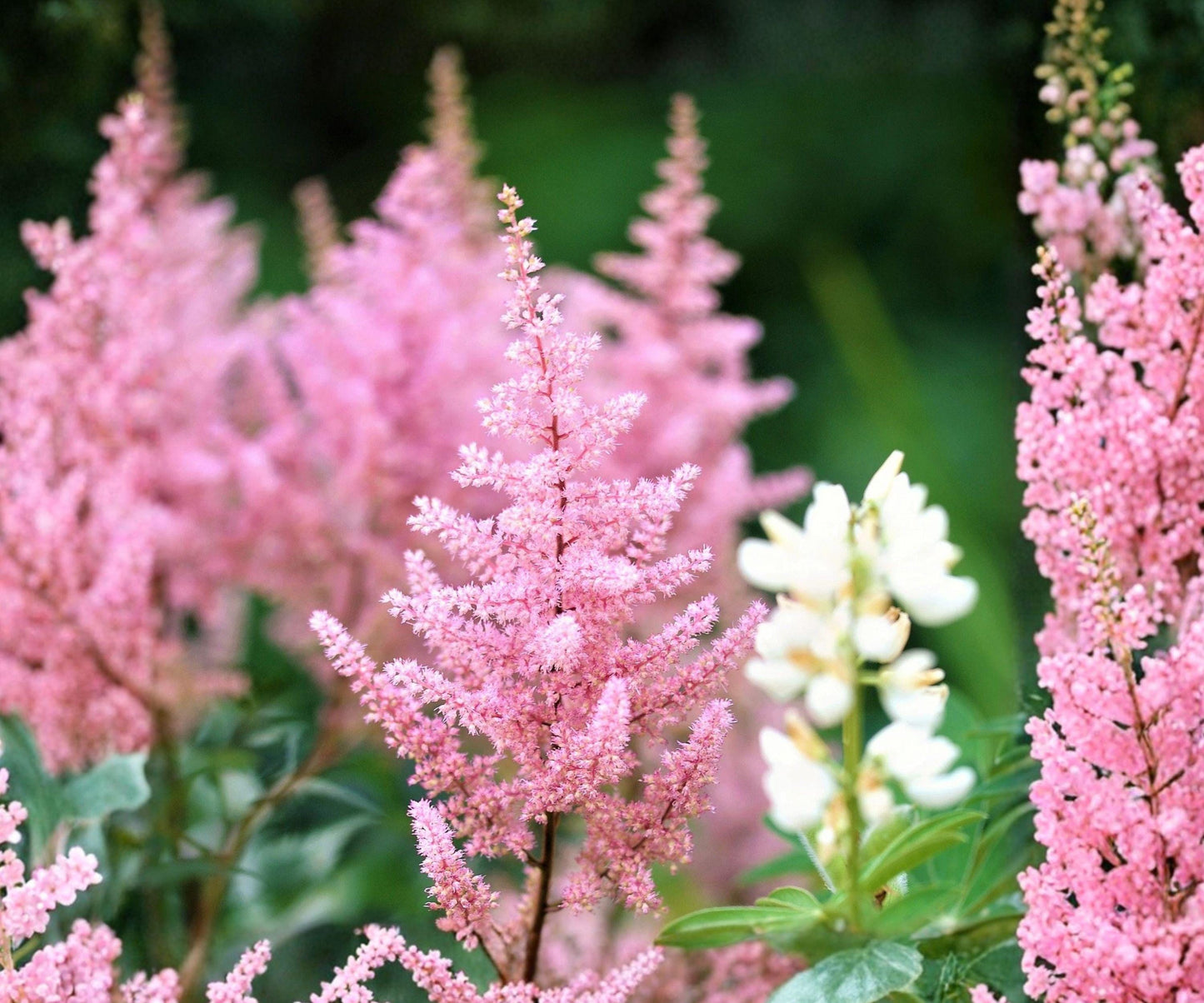 Astilbe Europa Bare Root Plant - Baby Pink Perennial Flowers - Astilbe hybrid ‘Europa’ - Shade Garden Plant for Zones 4-9