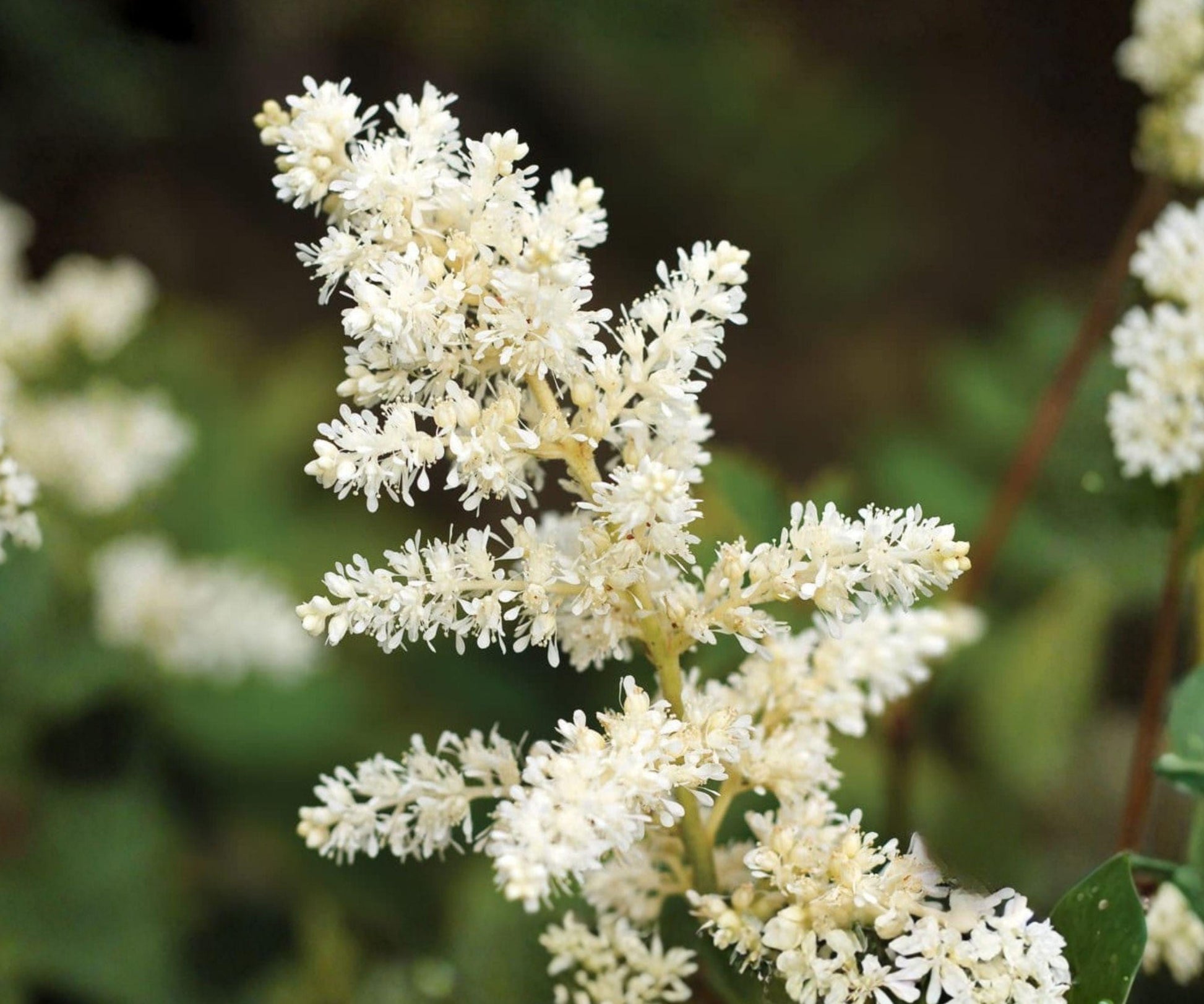 Astilbe Bridal Veil Plant - Ivory White Shade Perennial - Astilbe hybrid 'Bridal Veil' - Woodland Garden - Zones 4-8 - Bare Root
