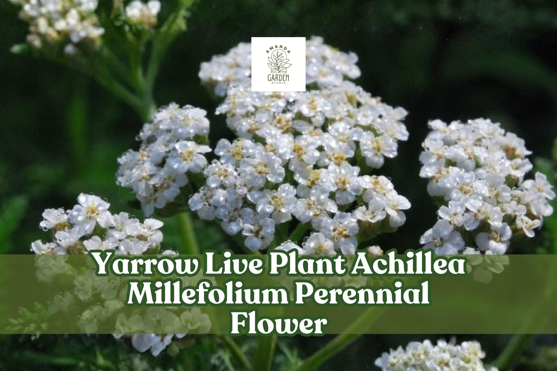 Yarrow Live Plant 3.5-Inch Pot Creamy White Flowers Achillea Millefolium Pollinator Garden Perennial Flower