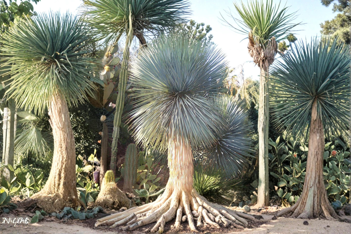 Beaked Yucca Seeds - 5 Pack Yucca rostrata - Drought Tolerant Ornamental Plant for Xeriscaping & Rock Gardens