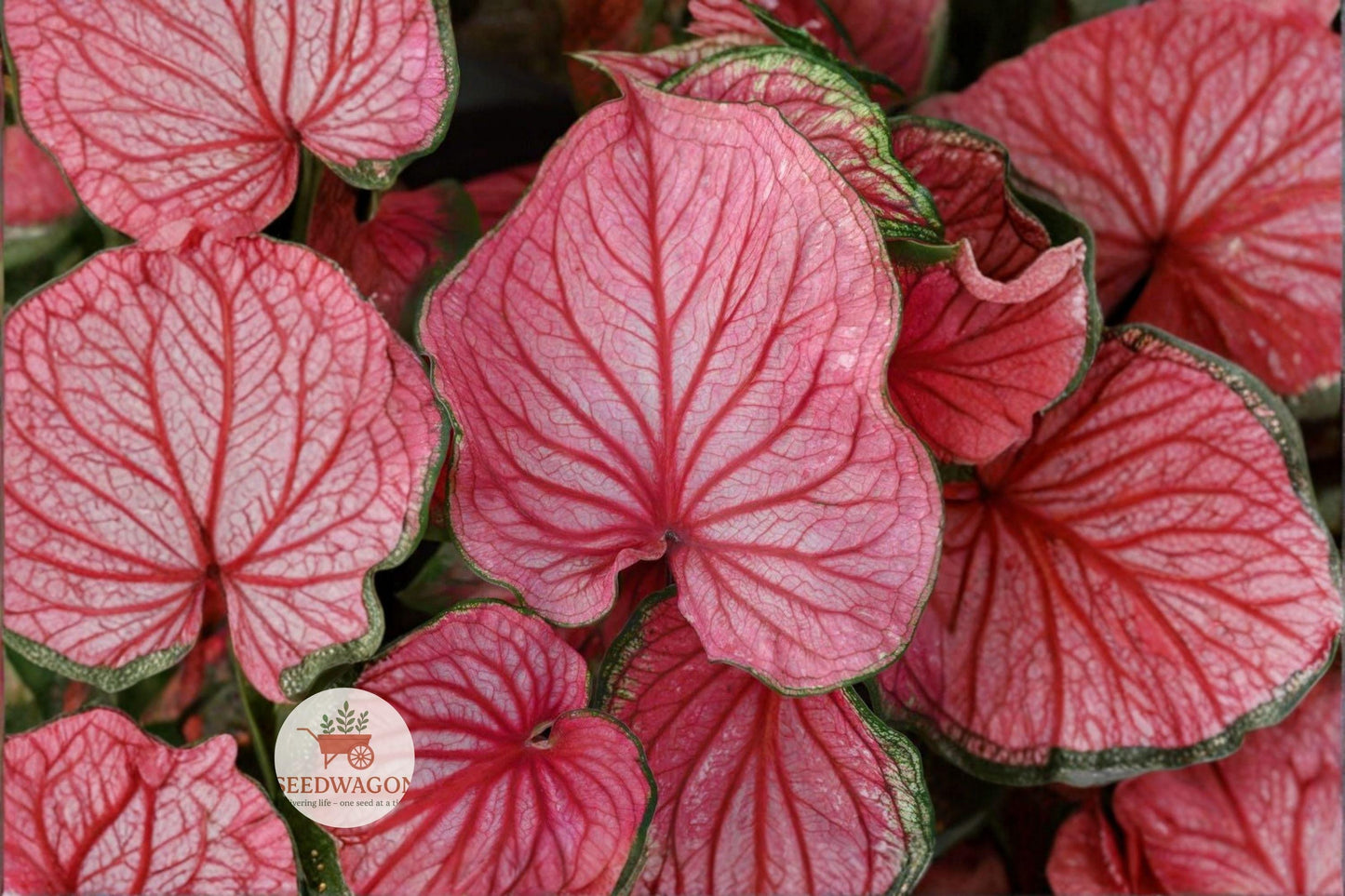 Caladium Bulbs - 10 Tubers Pink Symphony - Tropical Foliage Plant for Shade Gardens - Caladium bicolor