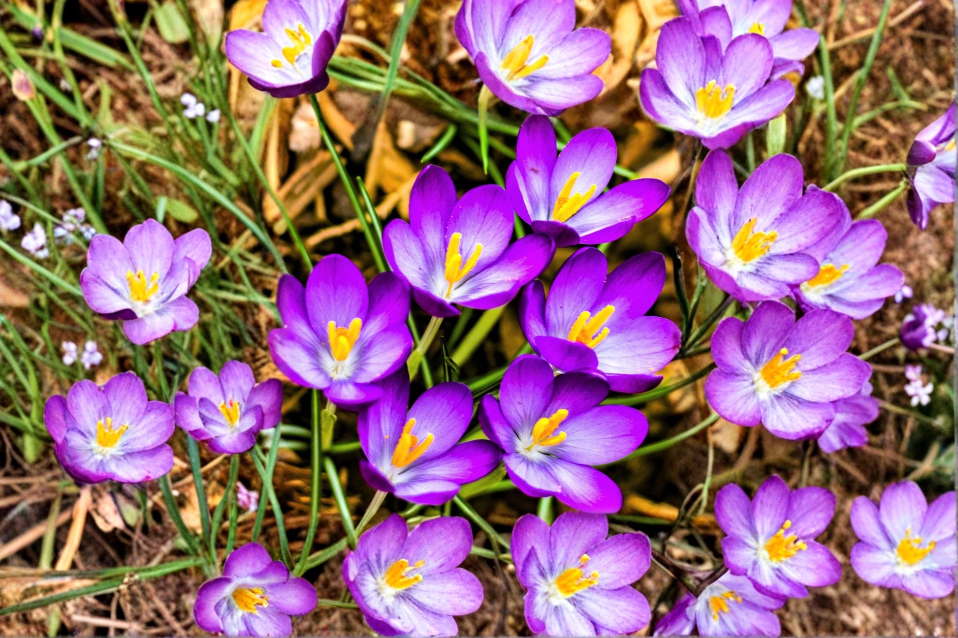 Crocus Bulbs Mix 20 Bulbs - Colorful Spring Flowers for Garden Beds, Borders & Containers - Crocus spp.