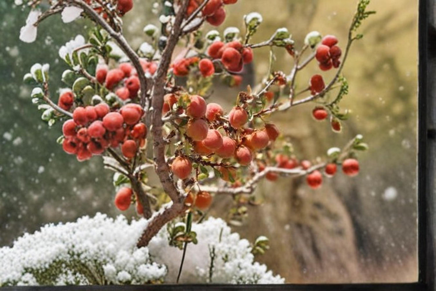 Desert Peach Seeds - 5 Pack Prunus andersonii - Native Shrub for Xeriscape & Drought-Tolerant Gardens