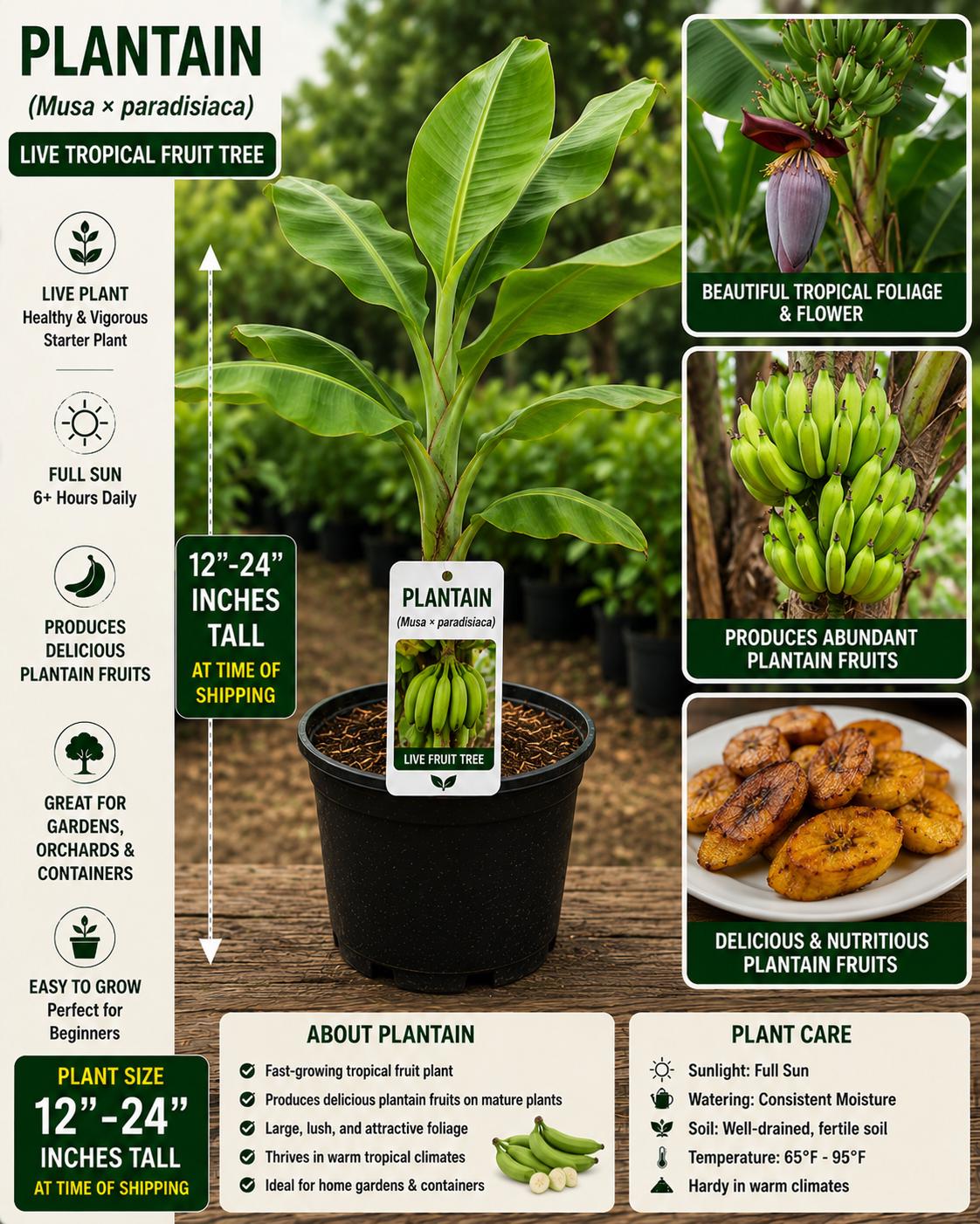 Plantain Live Fruit Tree 12-24 Inches - Musa × paradisiaca - New Harvest Quality, Tropical Fruit Plant for Garden