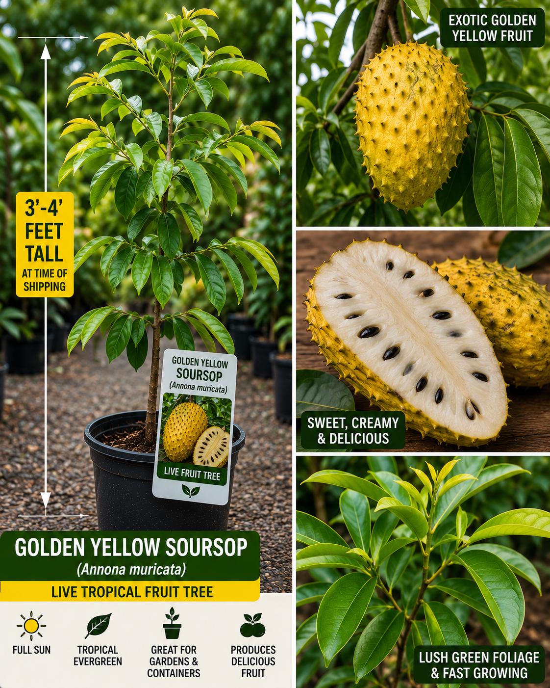 Golden Yellow Soursop Live Fruit Tree 3–4 Feet - Annona muricata - Tropical Fruit Plant - Fast Growing