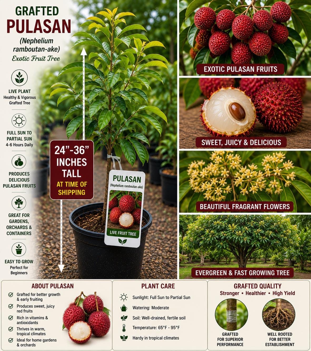 Grafted Pulasan Live Fruit Tree 24-36 Inches - Nephelium ramboutan-ake - Non-GMO Tropical Fruit Plant