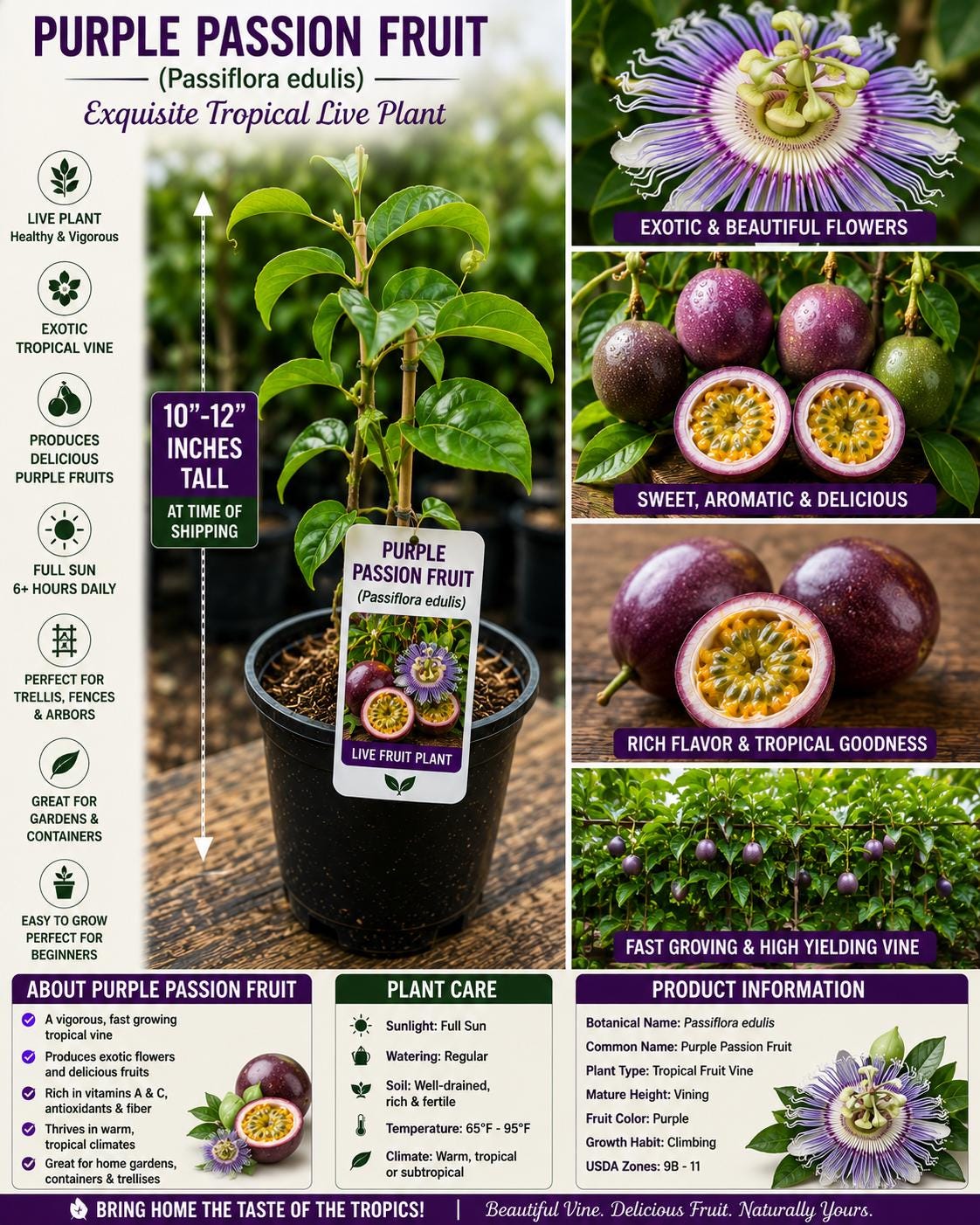 Purple Passion Fruit Live Plant 10-12 Inches - Passiflora edulis - Easy to Grow Tropical Fruit Plant