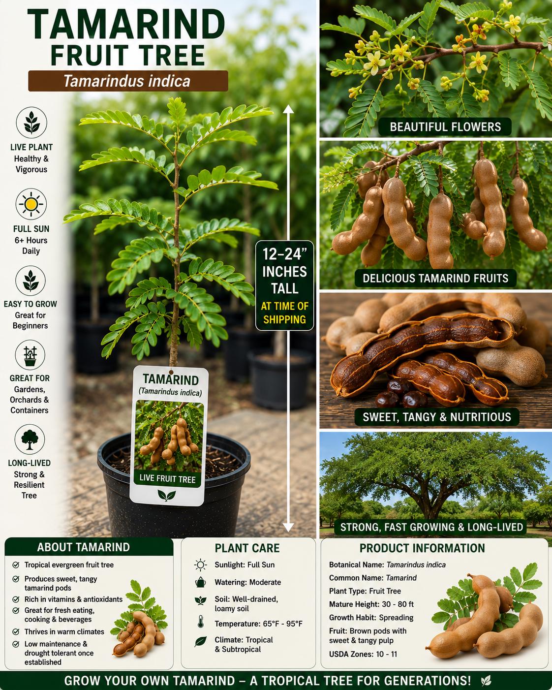 Tamarind Live Fruit Tree 12-24 Inches Tall - Tamarindus indica - Tropical Fruit Plant for Gardens - Bloom Haven Nursery