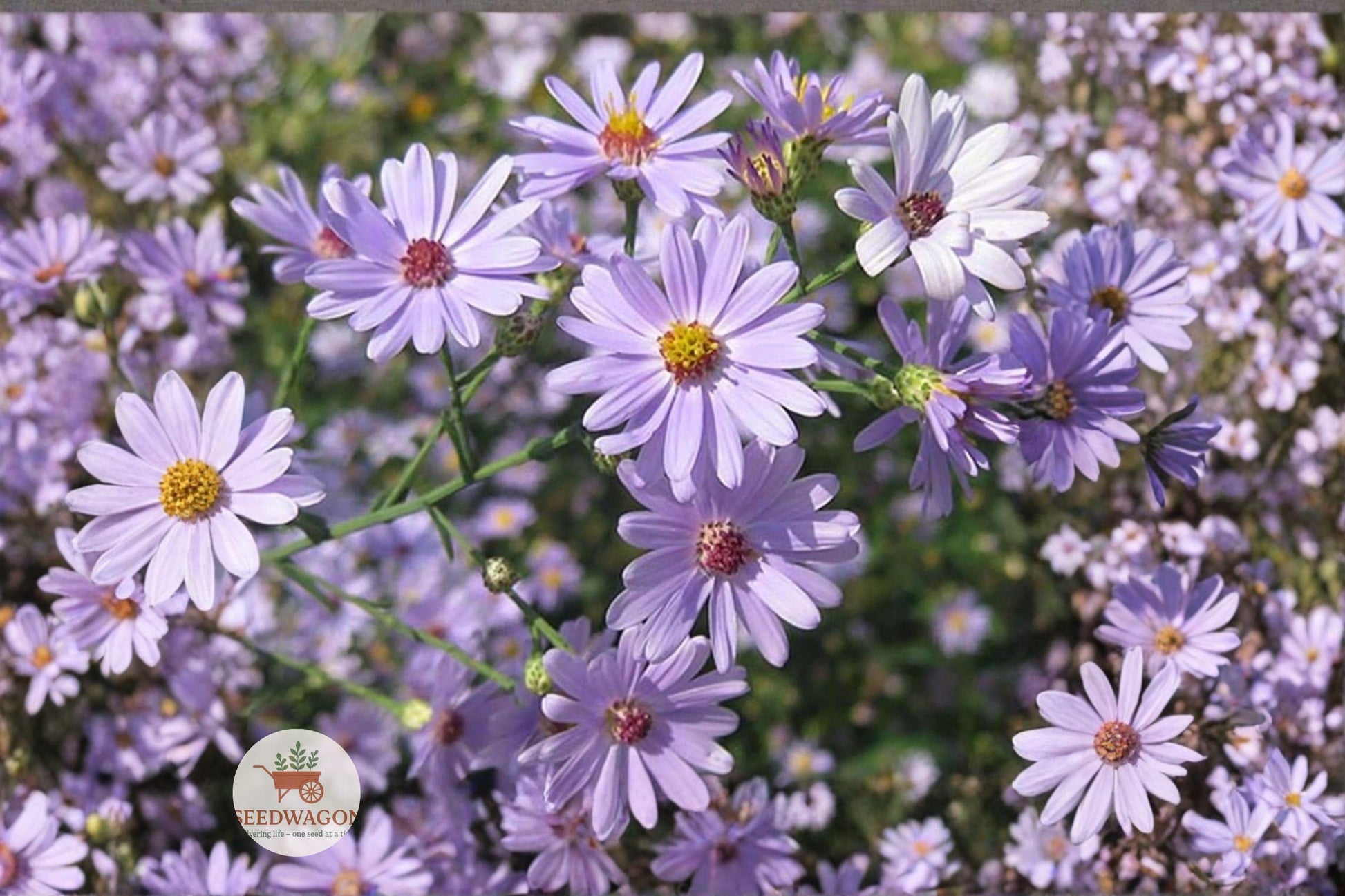 Swamp Aster Seeds - 100 Count Lavender Purple Native Wildflower (Symphyotrichum puniceum) - Pollinator-Friendly Perennial