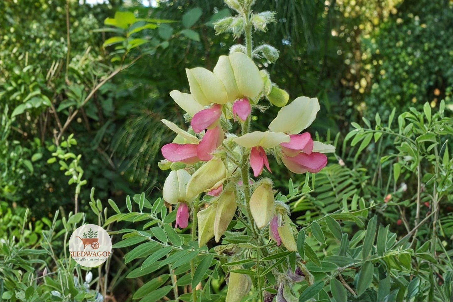 Goat's Rue Seeds | 10 Seeds | Native Wildflower Pollinator Plant | Tephrosia Virginiana | Drought-Tolerant Perennial