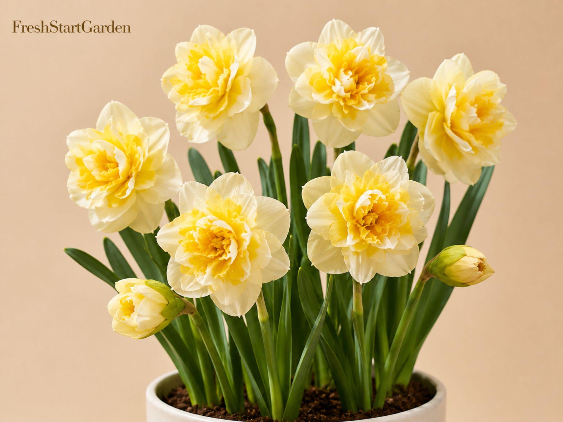 Replete Double Daffodil Bulbs 5 Pack - Narcissus, Yellow and Peach Flowering Perennial for Spring Gardens and Borders