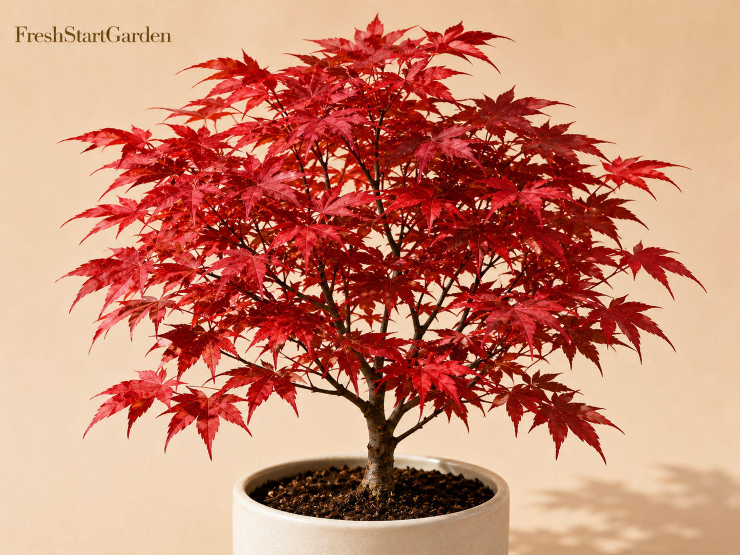 Red Maple Seedlings (2 Pack) - Acer rubrum Deciduous Shade Tree for Landscaping, Vibrant Red Fall Foliage, Hardy & Easy to Grow