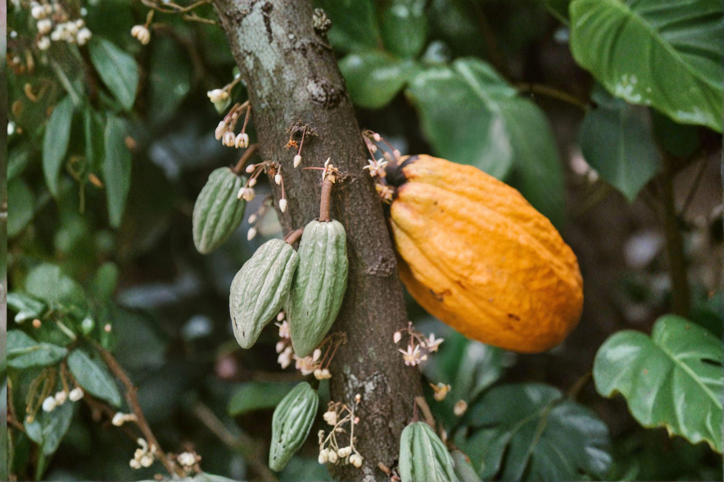Cacao Tree Seeds - 1 Wet Seed - Theobroma cacao - Tropical Plant for Chocolate Production - Indoor or Outdoor Growing