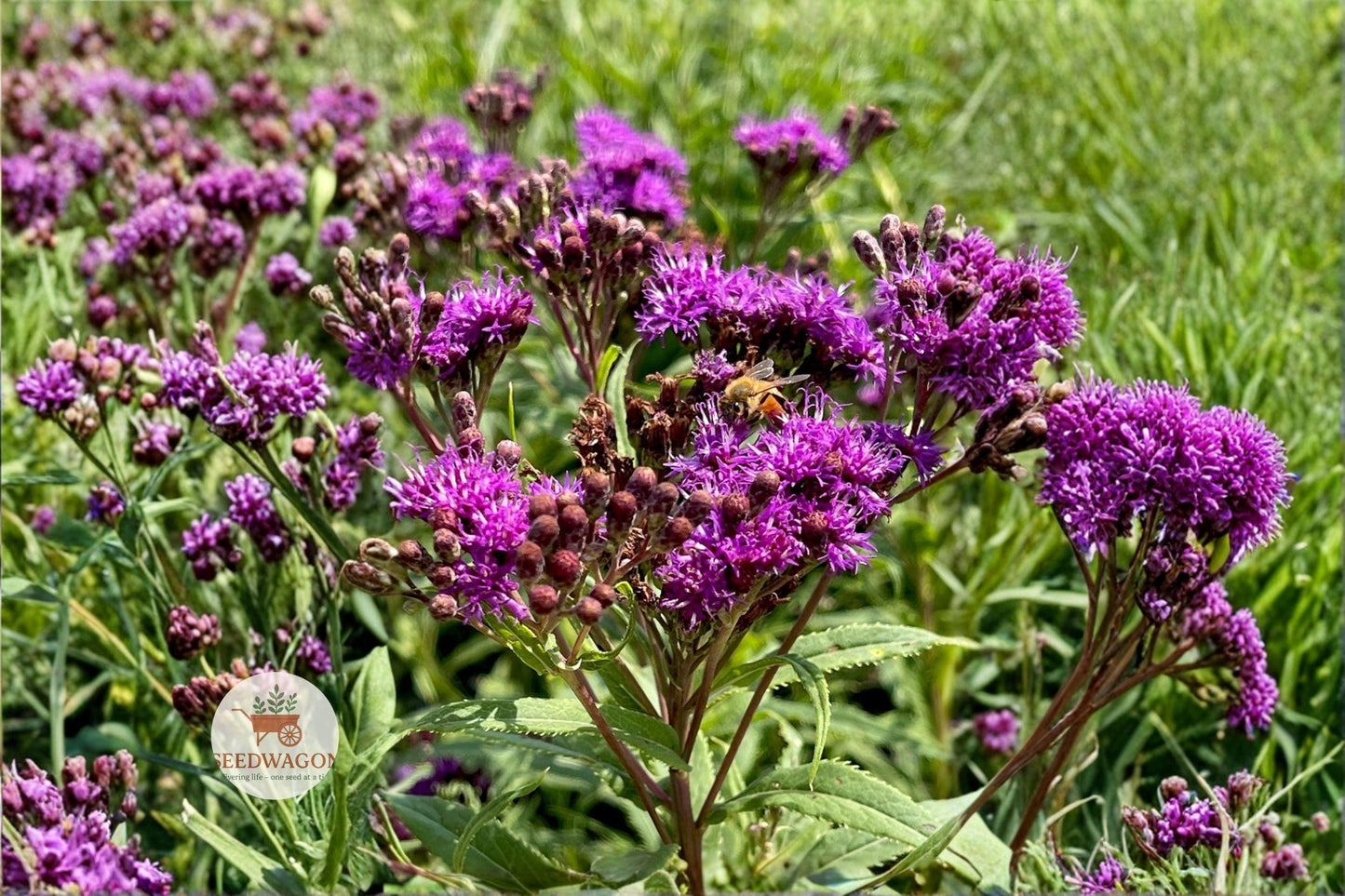 Tall Ironweed Seeds, 100 Count, Purple Wildflower, Vernonia gigantea, Native Pollinator Perennial for Prairie Gardens
