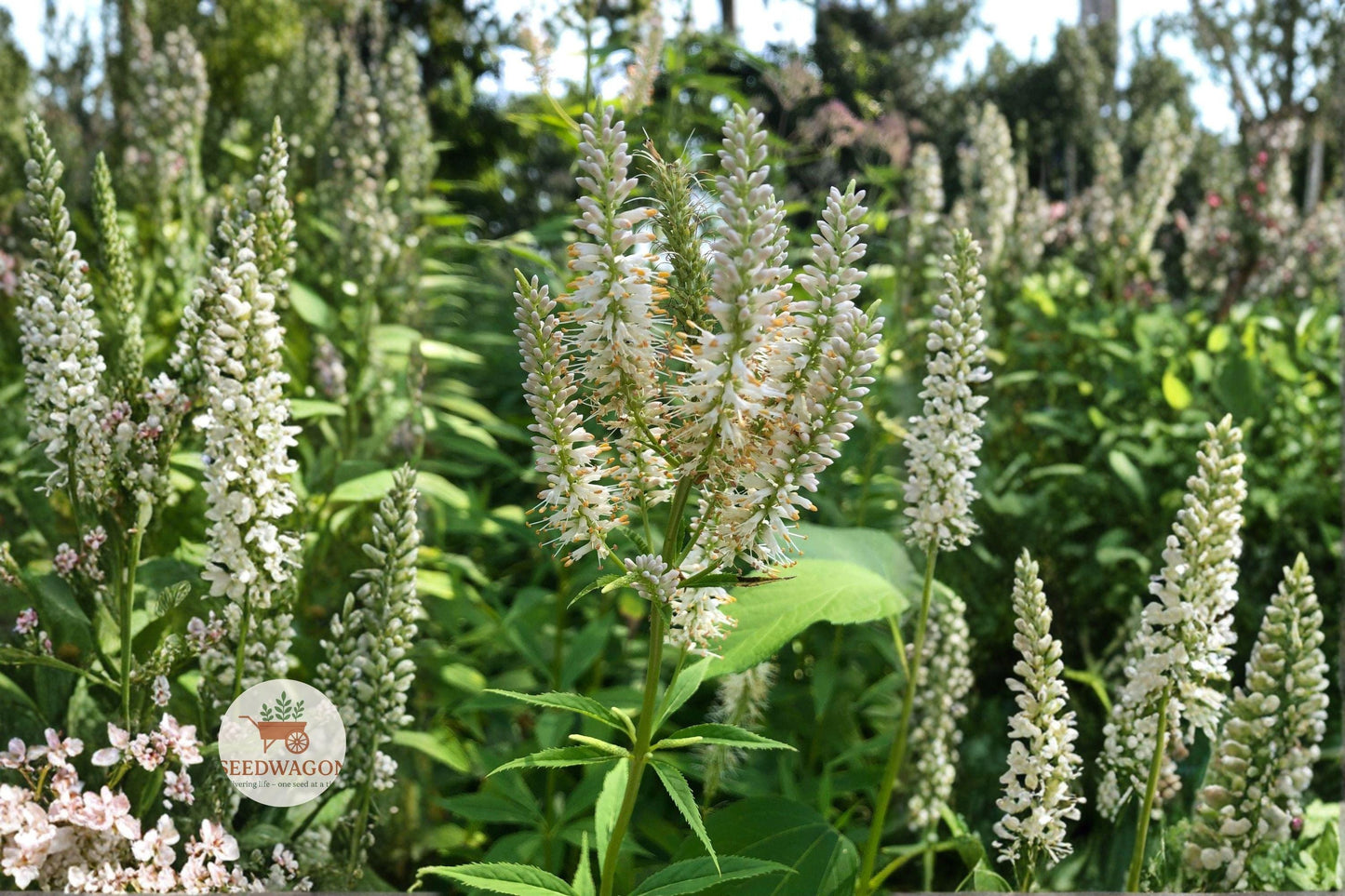 Culver's Root Seeds 500 Count - Veronicastrum virginicum - Native Pollinator Wildflower - White Flower Spikes for Gardens