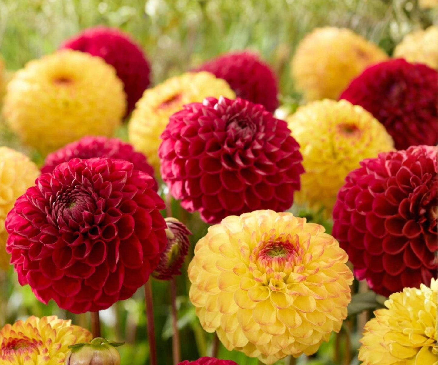 Dahlia Sunset Blaze Mix Tubers – Red Yellow Ball Flowers, Summer Fall Garden Plants, Dahlia hybrids