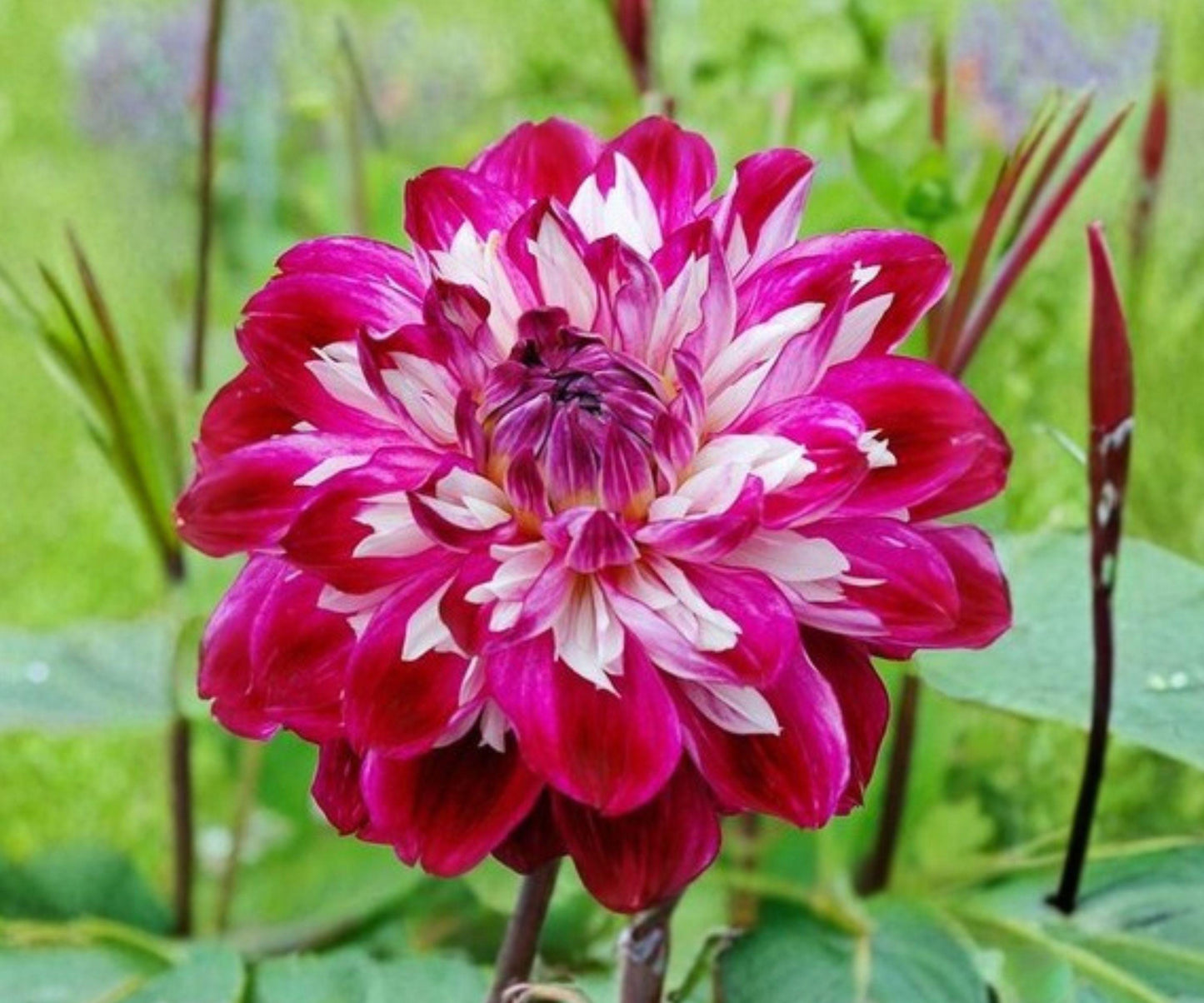 Dahlia Tubers 3-Pack, Magenta Purple White Optical Illusion, Fully Double Blooms, Dahlia hybrid, Summer Fall Garden Plants